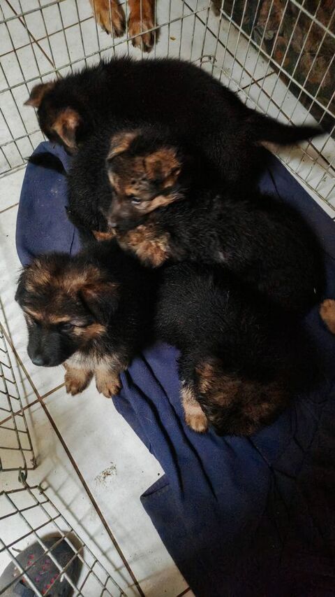 &agrave; r&eacute;server  750 22800 Le f�il