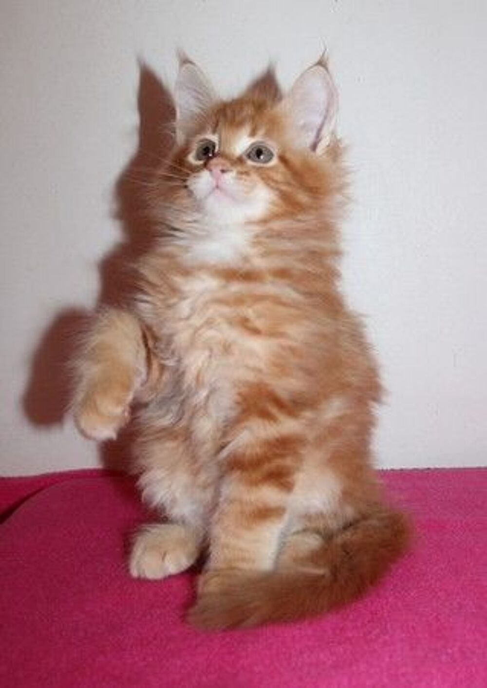   CHATONS MALES MAINE COONS 