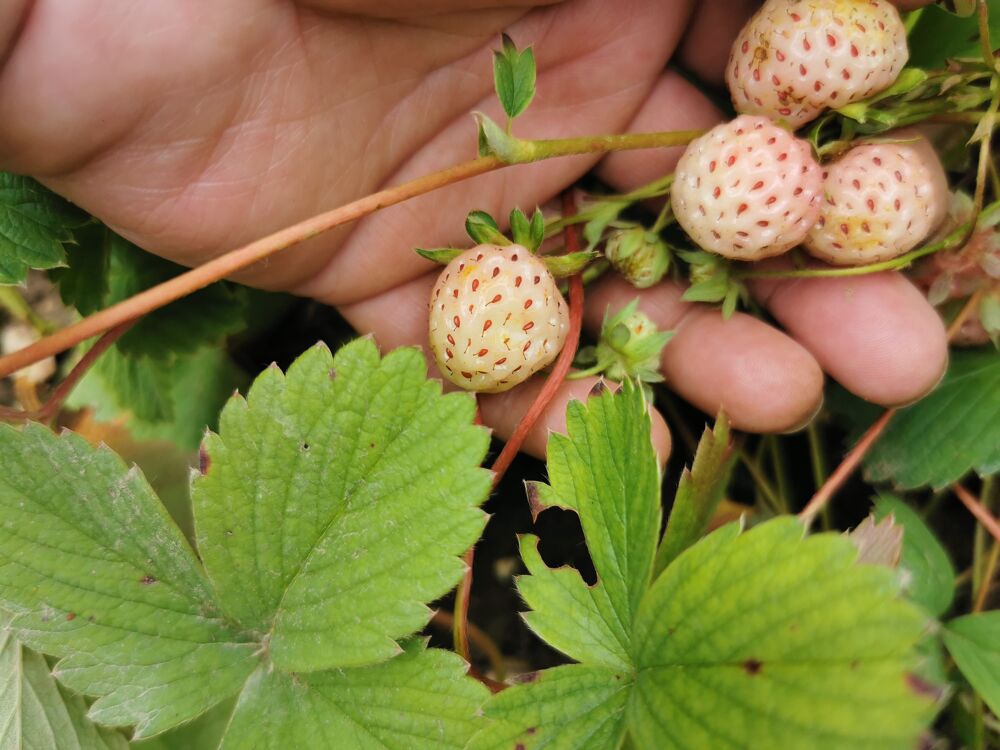 Pieds de fraises blanches Jardin