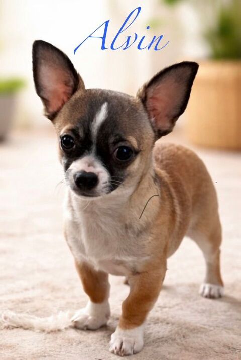 Chiots chihuahuas 950 50260 Magneville