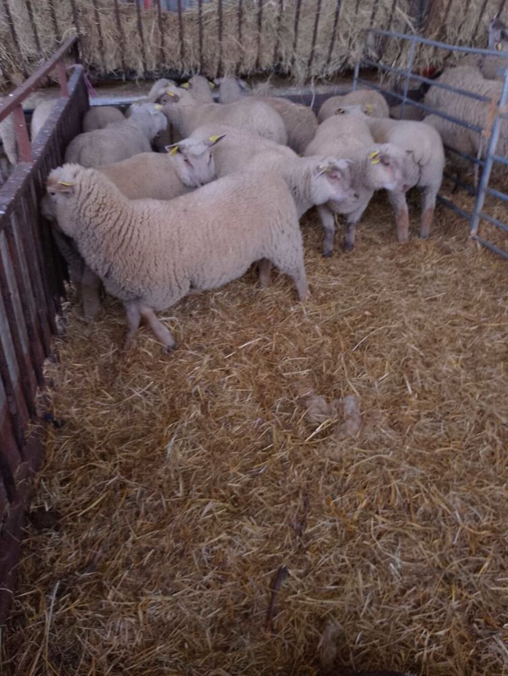 mouton agneaux agnelles Jardin