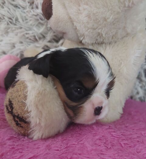 Cavalier king charles 1200 16220 Vouthon