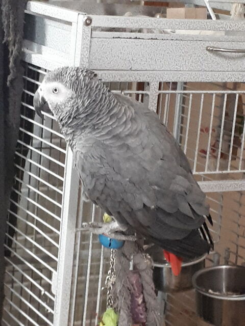 M&acirc;le Gris du Gabon 1300 47290 Castelnaud-de-gratecambe