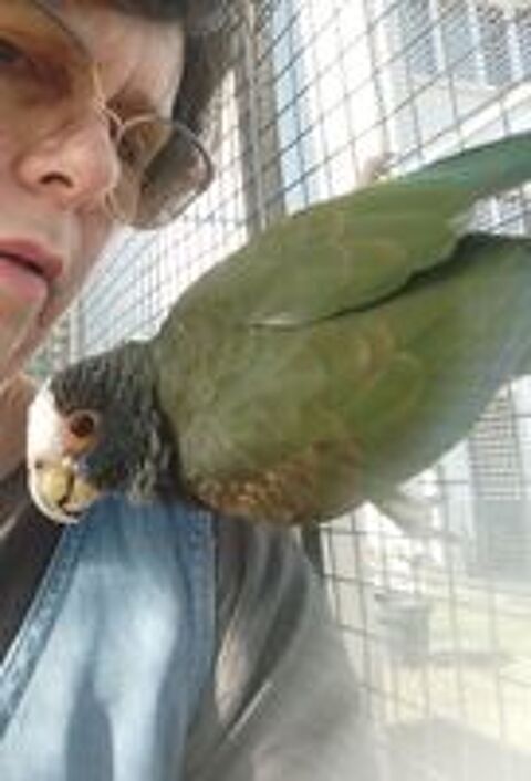   Couple de pionus sinelis  