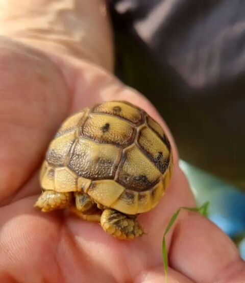 tortue grecque 13127 Vitrolles
