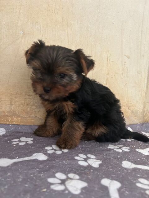 Yorkshire terrier 1100 85220 La chapelle-hermier