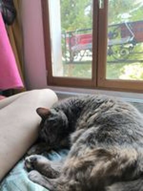   Michat, 4 ans, cherche un bon foyer  