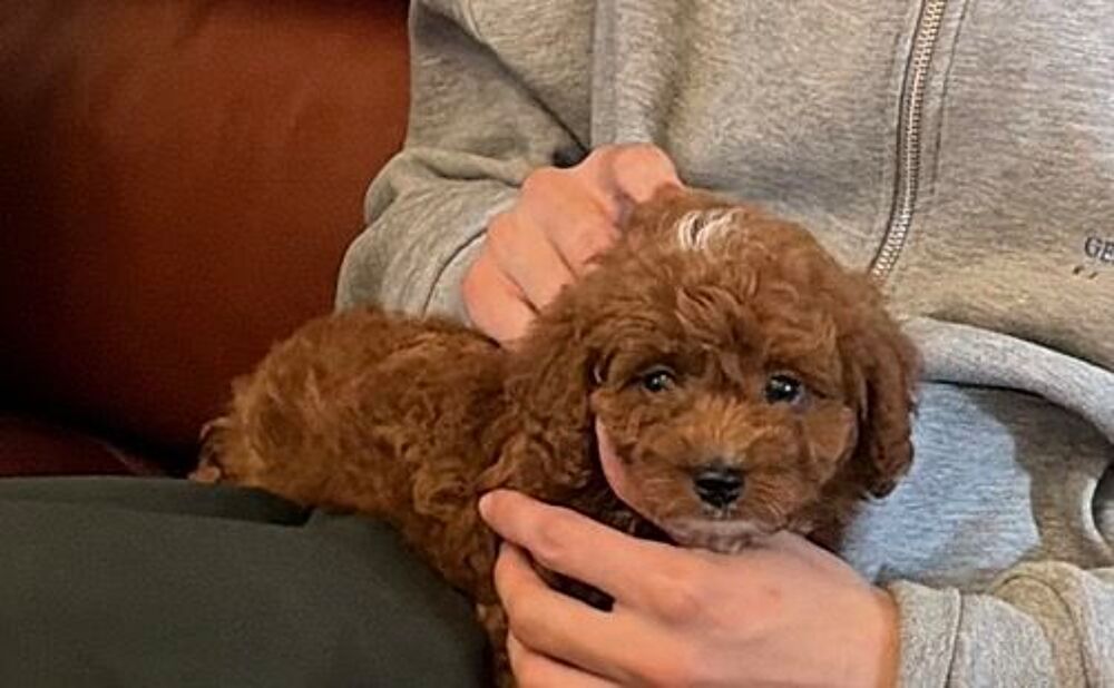   Maltipoo  