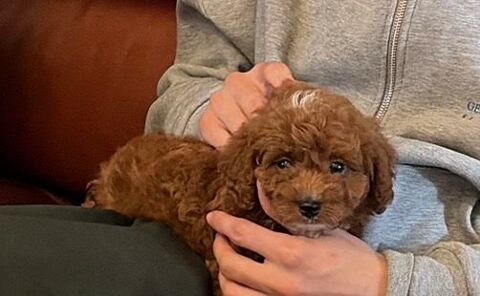Maltipoo 1800 75010 Paris