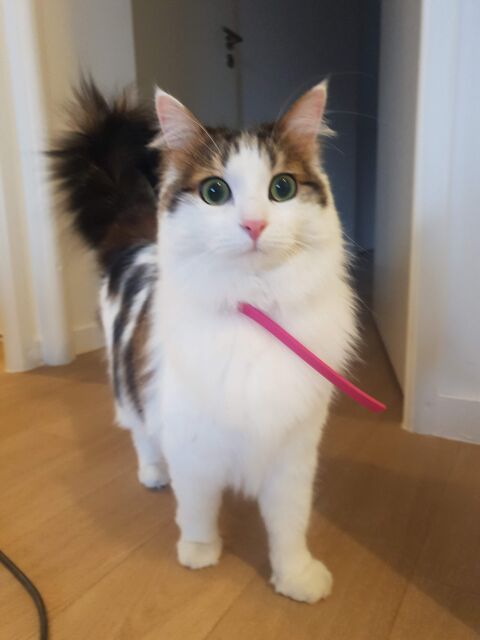 Don - Rillette chatte très affectueuse et sociable de 5 ans 0 77250 Veneux-les-sablons