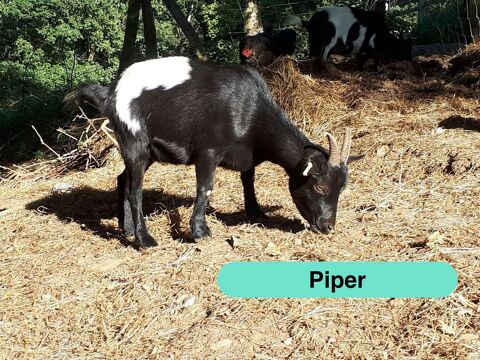 Piper, ch&egrave;vre naine &agrave; adopter 50 44290 Pierric