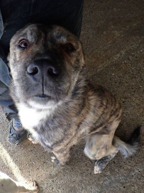 Azor &agrave; l'adoption 300 76000 Rouen