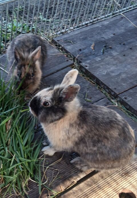 2 lapins mâles nains tête de lion 40 95600 Eaubonne