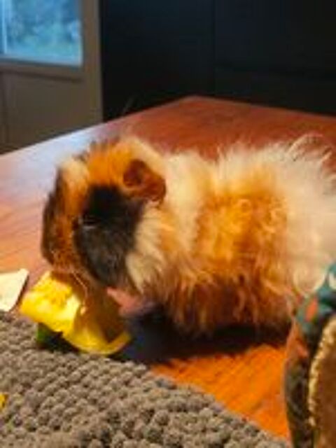   Cochon d'Inde  peruvien  