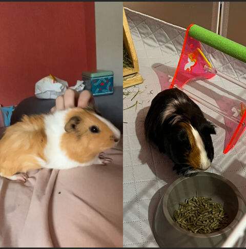 Cochon D'Inde 90 21000 Dijon