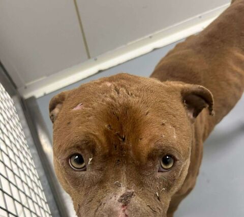 Chien ICE &agrave; l adoption 210 13001 Marseille