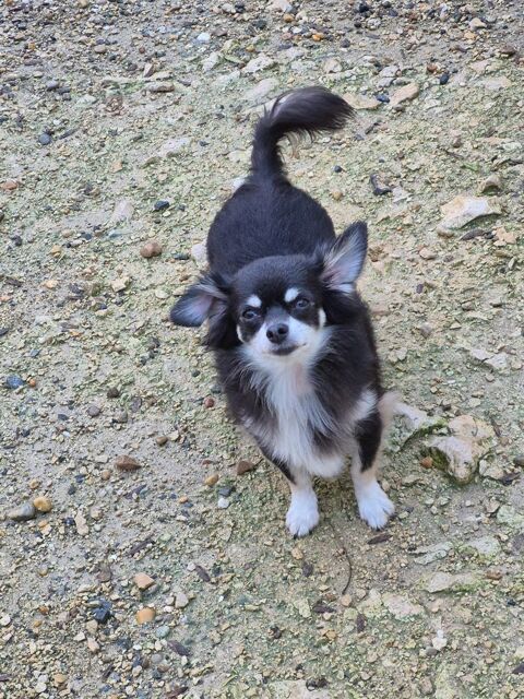  chihuahua  femelle  poils long 800 17400 Saint-denis-du-pin