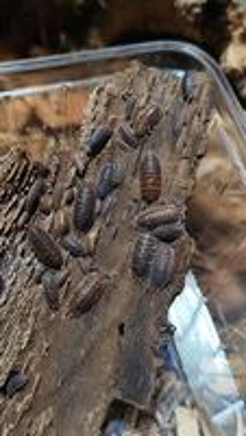    Colporte porcellio scaber 