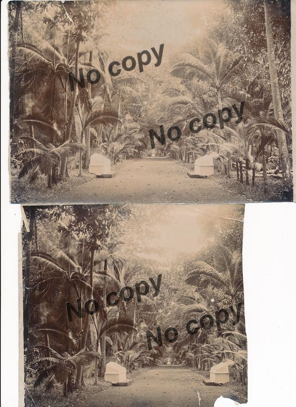 Photographies Ile Maurice Mauritus All&eacute;e Jardin Pamplemousse 
