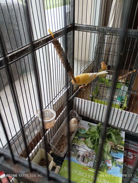 Couple reproducteur canaris  40 76640 Alvimare