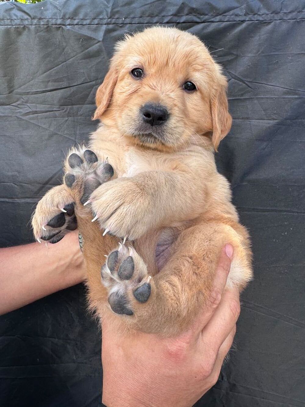   : deux magnifiques chiots male Golden Retriever Lof 