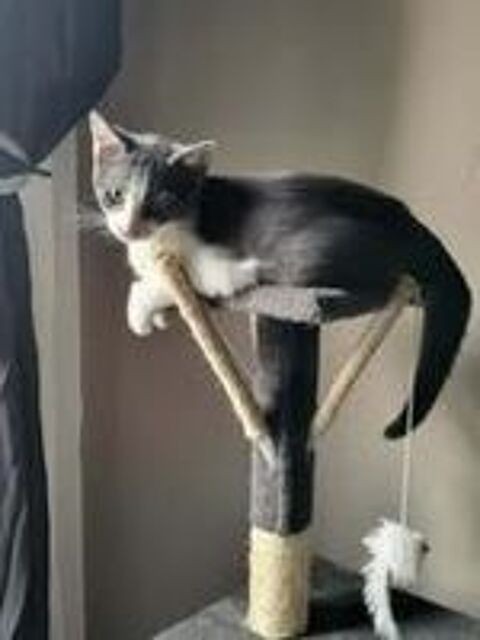   Chat BIRDY à l adoption 