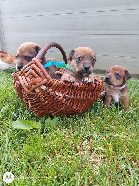 Adorable chiots Jack Russel crois&eacute;s 550 56200 La gacilly
