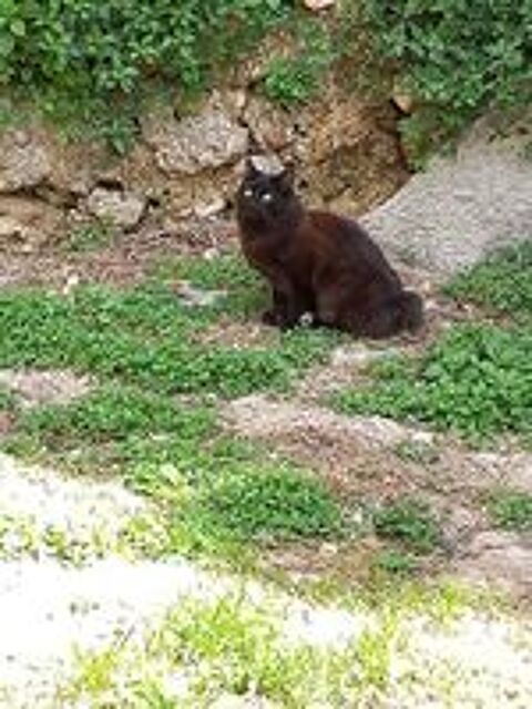   Cherchons Famille d'Accueil chat sur Marseille 