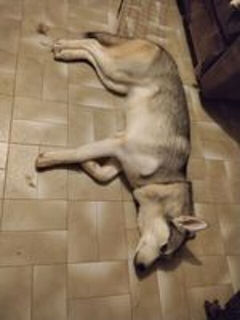   husky femelle 