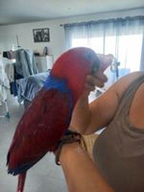  Eclectus femelle eam 