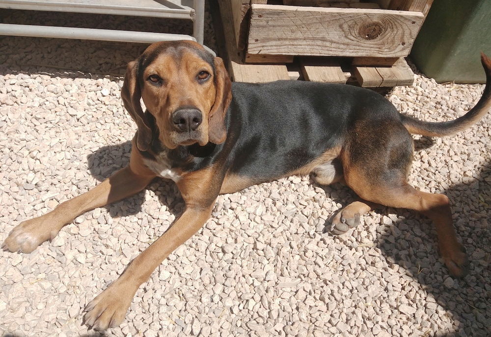   Titus est à l'adoption! 