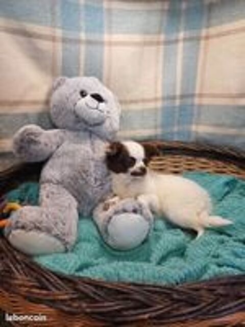   Chiot Chihuahua poils longs mle 