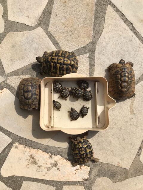 tortue 34000 Montpellier