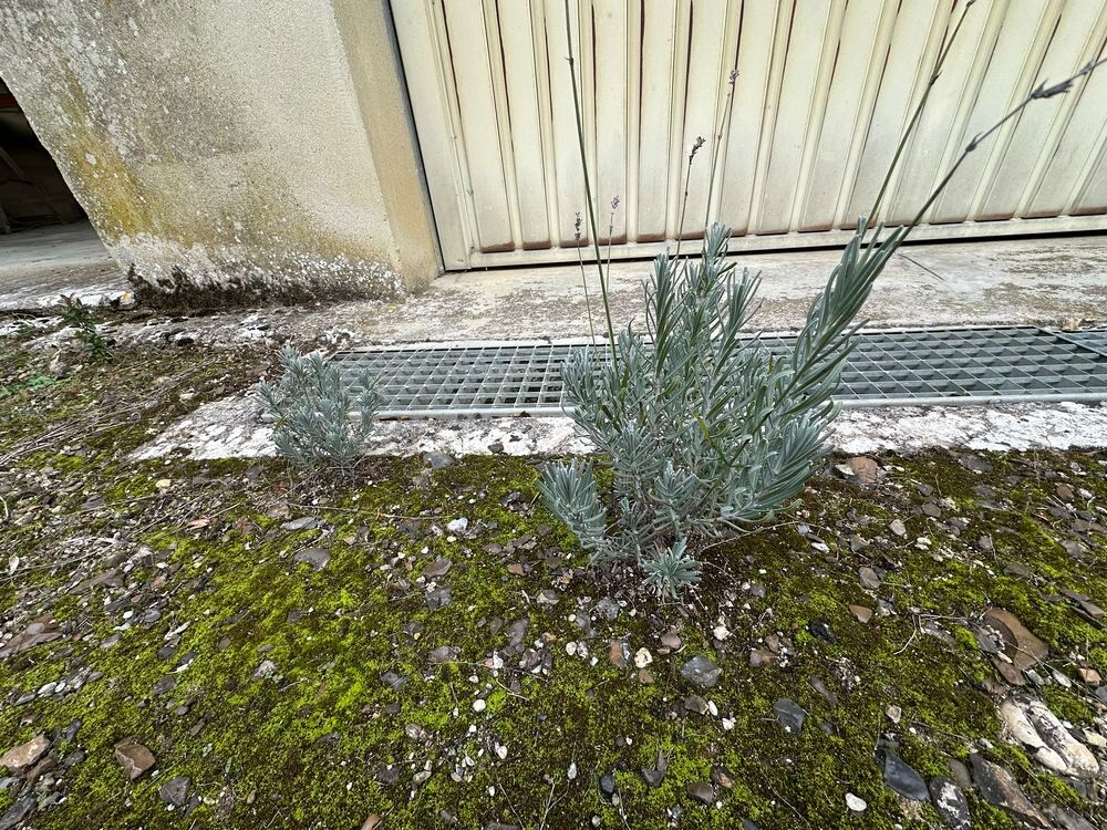 Superbes lavandes racine nues
Jardin