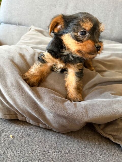 Chiot yorkshire 1200 85000 La roche-sur-yon