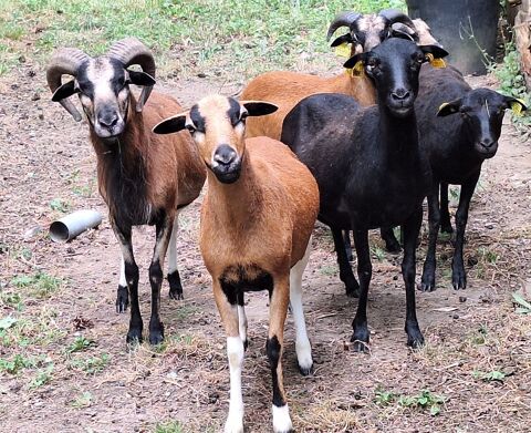 Moutons d Cameroun 36210 Saint-christophe-en-bazelle