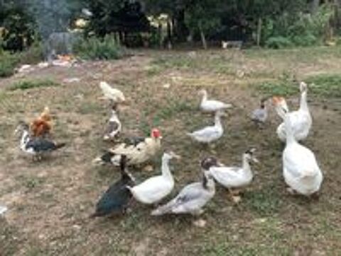   Canard barbarie  