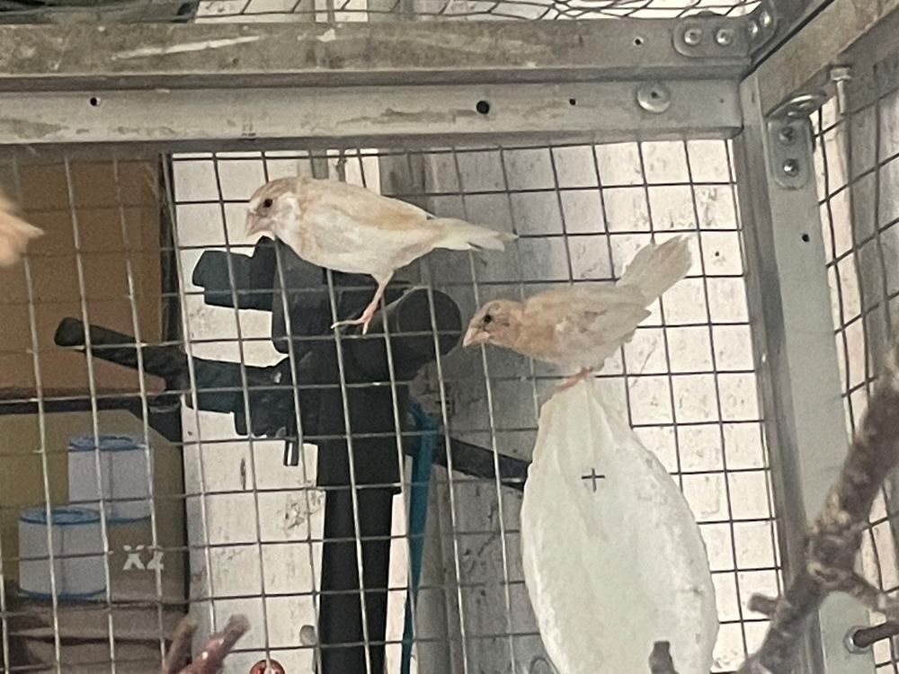   Moineau du Japon 