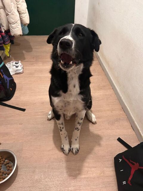 Don chien 0 18210 Charenton-du-cher