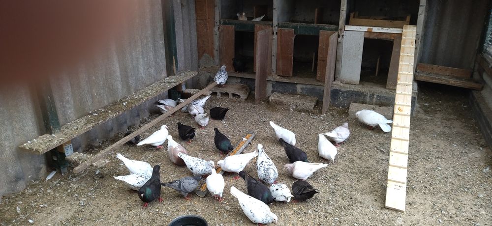    canards barbarie et pigeons texans 