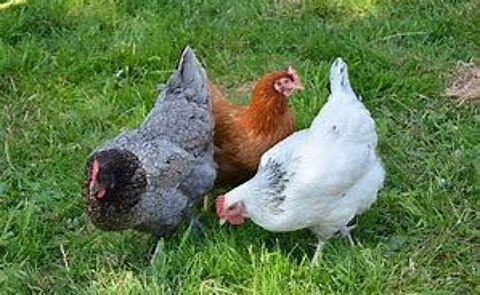  Poules pondeuse rousse,harco,sussex,coucou,bleu cendr. 77540 Courpalay