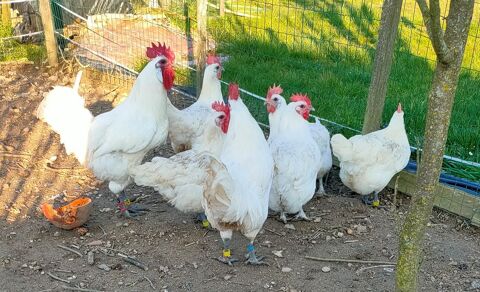 OEUFS FECONDES DE POULES DE BRESSE A PATTES BLEUES 2 79250 Nueil-les-aubiers