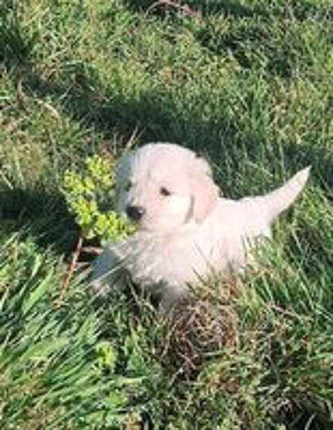   Chiots Golden retriever mâles L.O.F. 