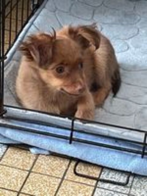   petit chien russe poils long 1 mâle  disponible LOF 