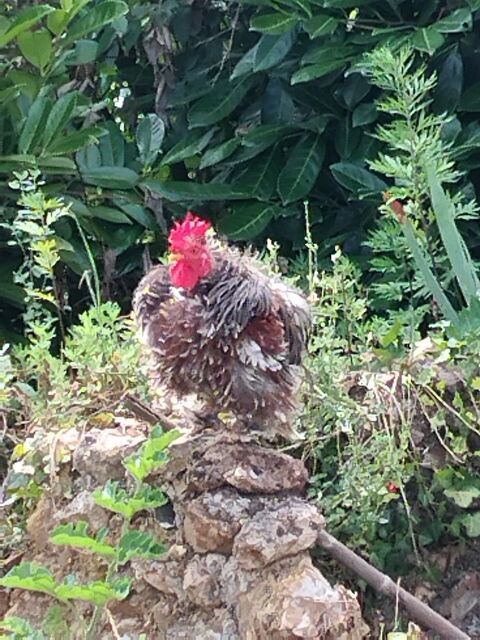 Couple de coqs/poule. 15 86580 Biard