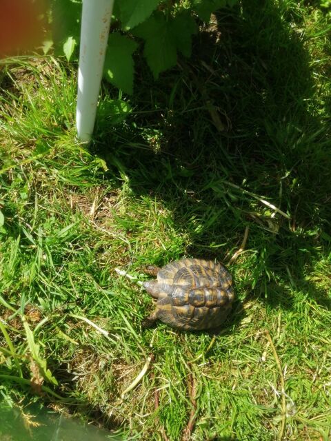Tortue de terre 16 ans 400 17300 Rochefort