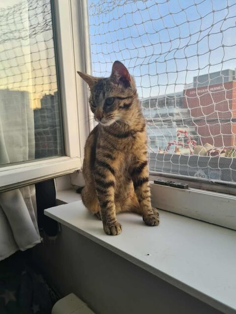Kinder jolie jeune chatte sociable ok chat 180 93500 Pantin