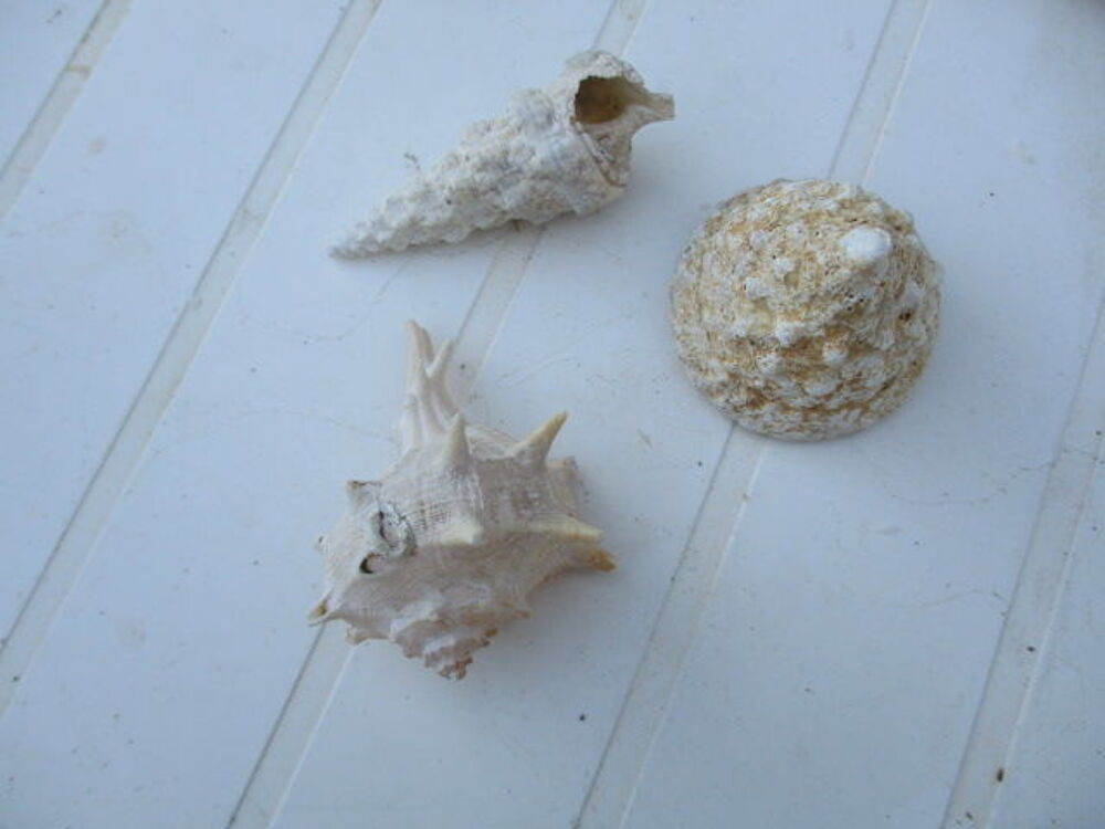 Coquillages 