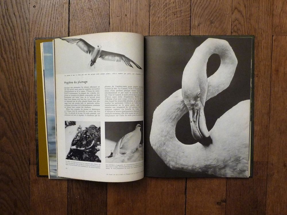 Les Oiseaux- Le Monde Vivant- Roger Tory Peterson- Life Livres et BD