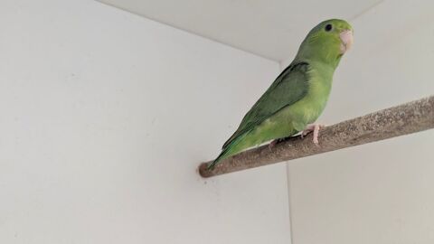 Perruche céleste, moineau, toui 30 80000 Amiens